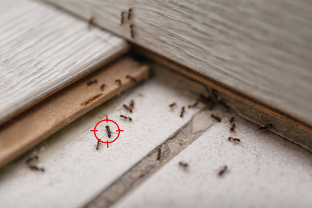Wasp Removal Services in Cedar Hill, TX