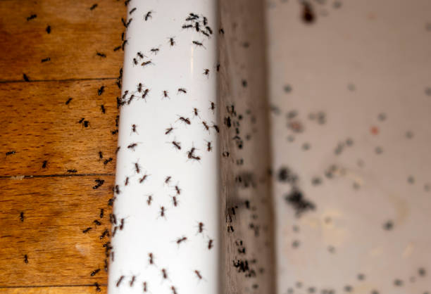  Cedar Hill, TX Pest Control Pros