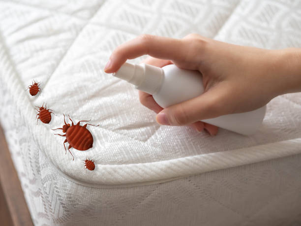 Best Affordable Pest Control Services  in Cedar Hill, TX
