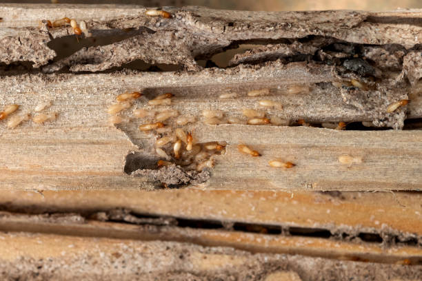 Best Affordable Pest Control Services  in Cedar Hill, TX